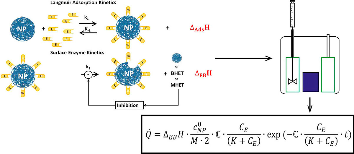 MixUp Enzymatic degradation of polyethylene terephthalate
