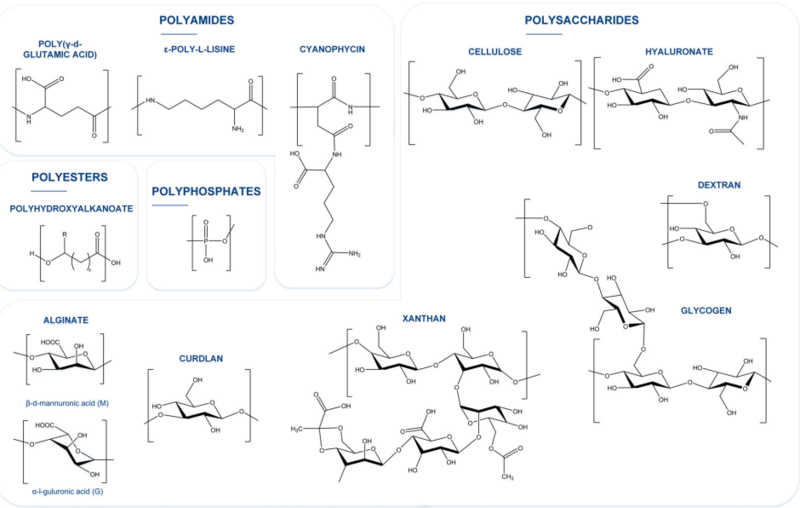 Chemical structure of the most abundant and applied bacterial biopolymers