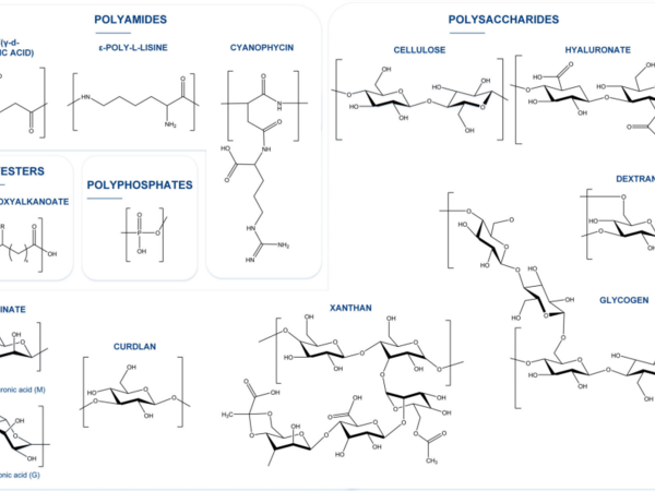 Chemical structure of the most abundant and applied bacterial biopolymers
